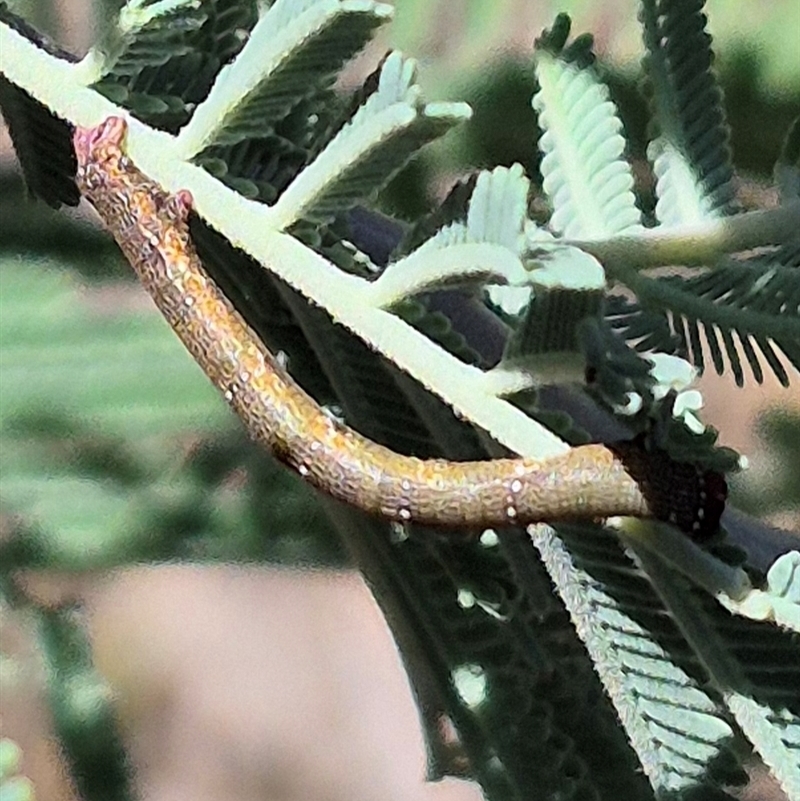 Pholodes sinistraria