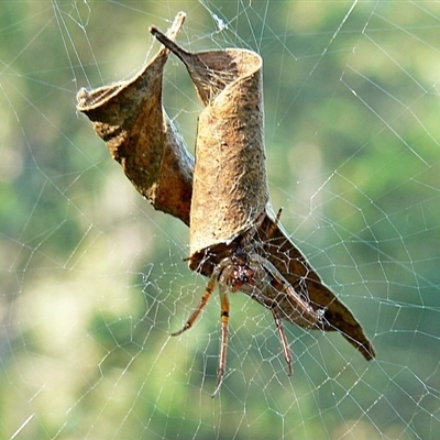 Phonognatha graeffei