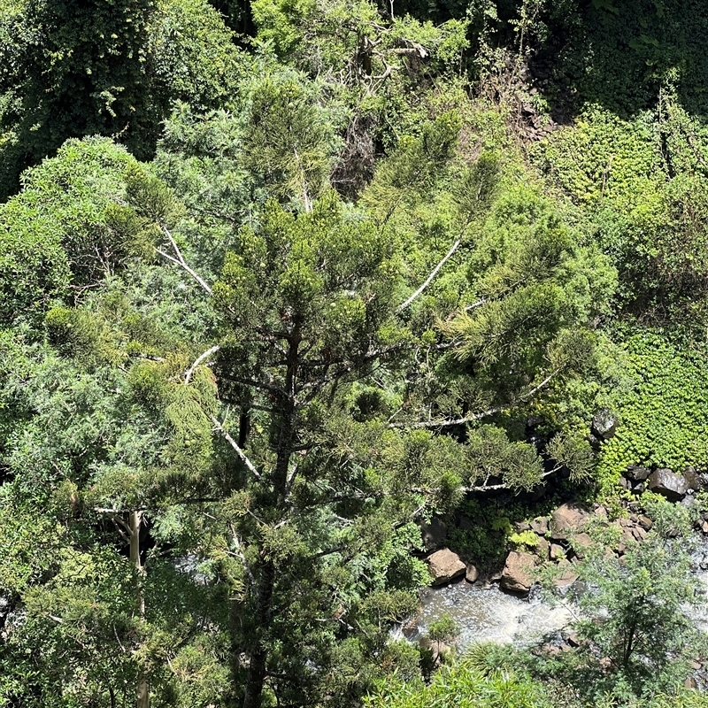 Araucaria cunninghamii