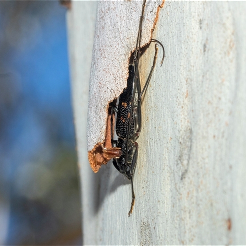 Phoracantha obscura