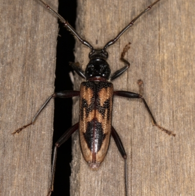 Phoracantha tricuspis