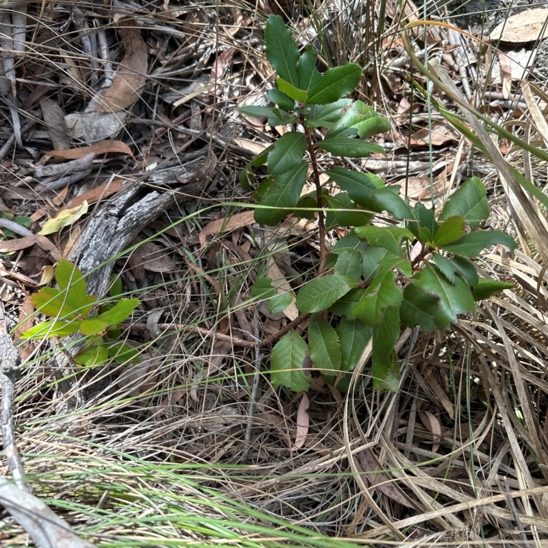 Photinia robusta