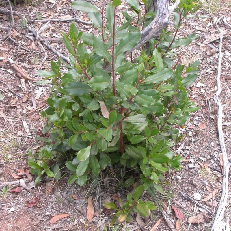 Photinia serratifolia