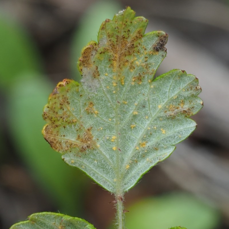 Phragmidium barnardii