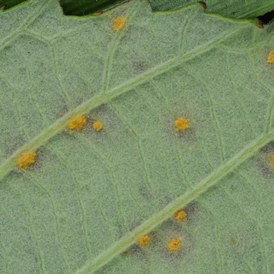 Phragmidium violaceum