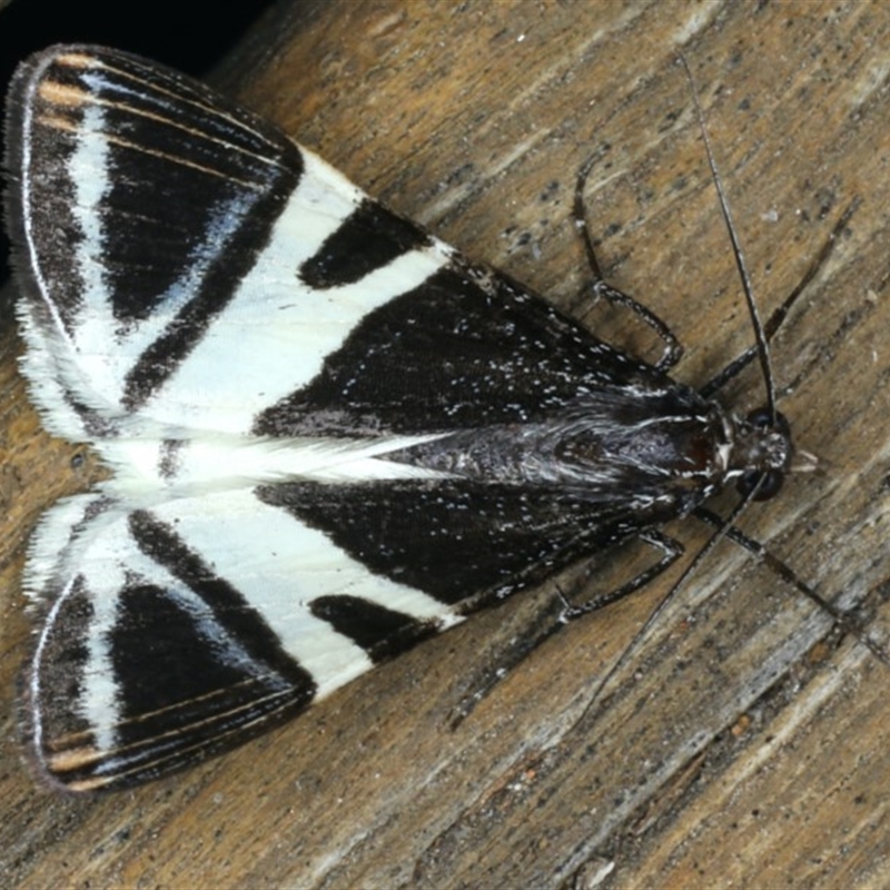 Phrataria bijugata