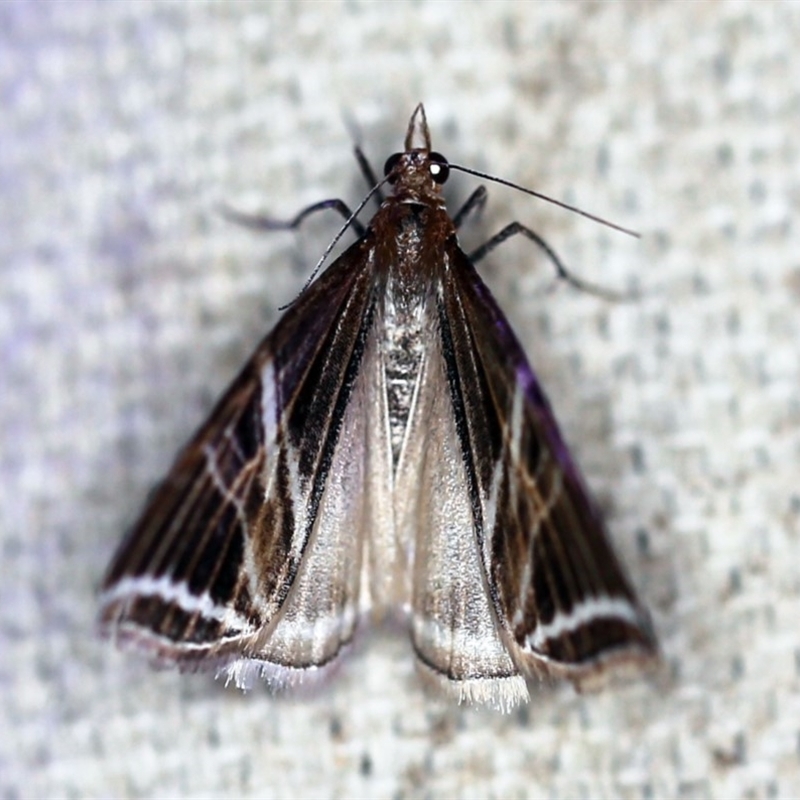 Phrataria transcissata