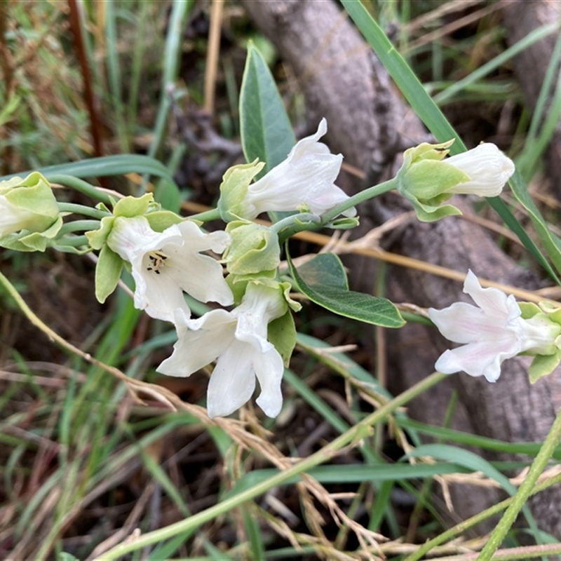 Araujia sericifera