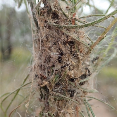 Phryganoporus candidus