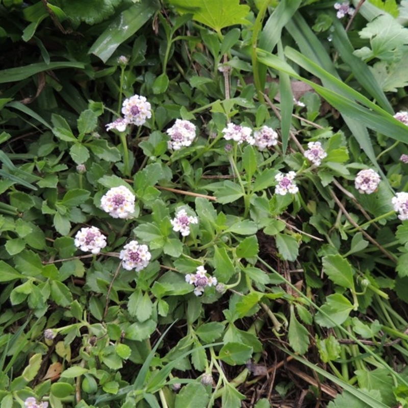 Phyla nodiflora