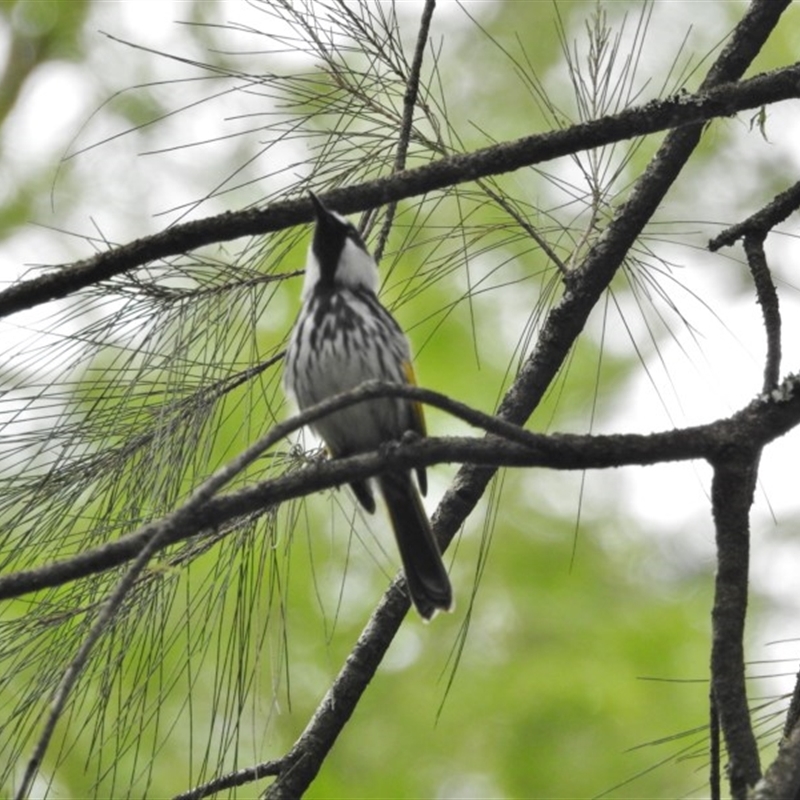 Phylidonyris niger