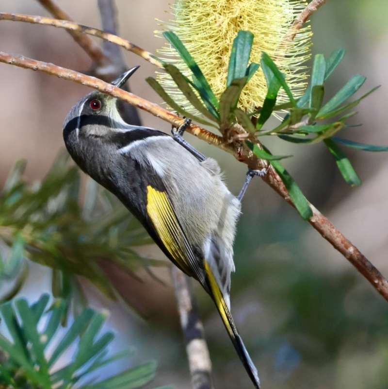 Phylidonyris pyrrhopterus