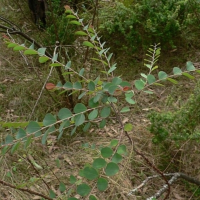 Phyllanthus gunnii