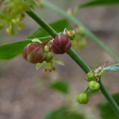 Phyllanthus gunnii