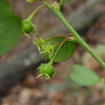 Jackie Miles, female flowers