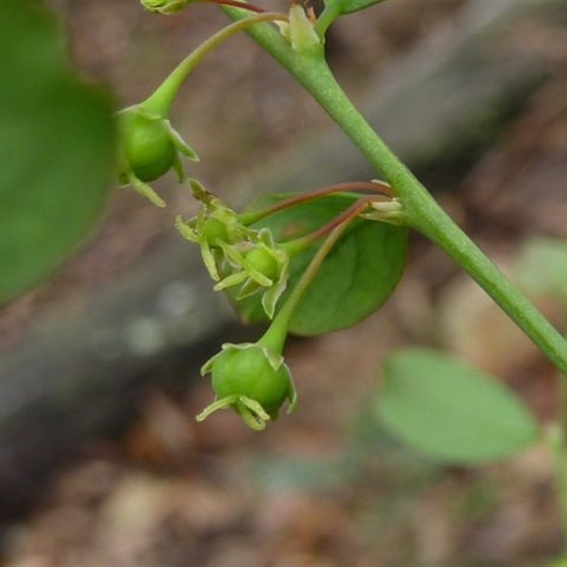 Phyllanthus gunnii