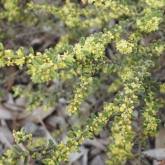 Phyllanthus hirtellus