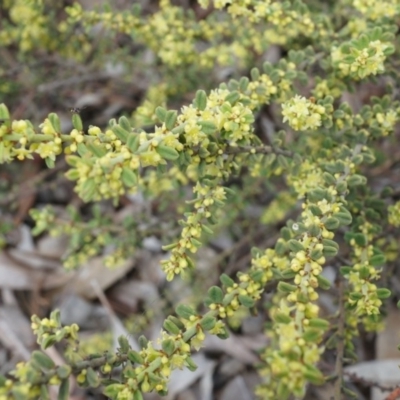 Phyllanthus occidentalis