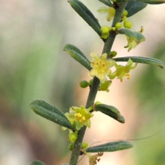 Phyllanthus hirtellus