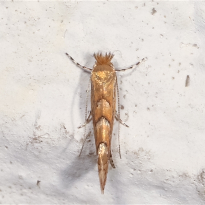 Phyllonorycter messaniella