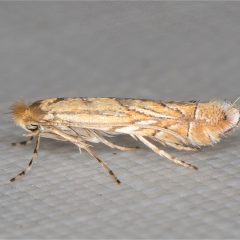 Phyllonorycter messaniella