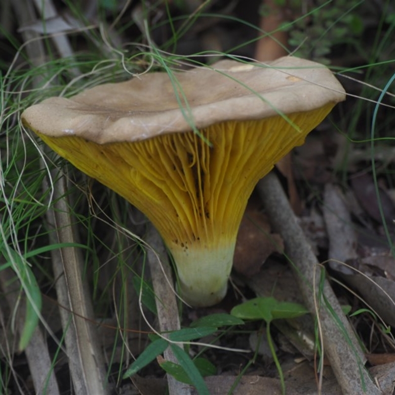 Phylloporus sp.