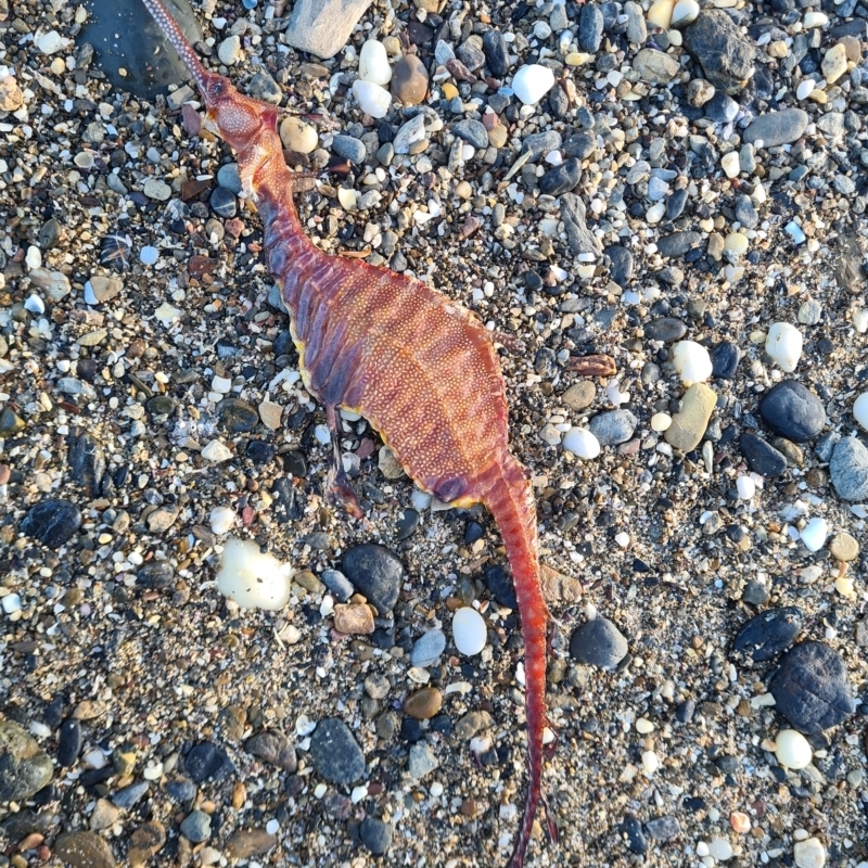 Phyllopteryx taeniolatus