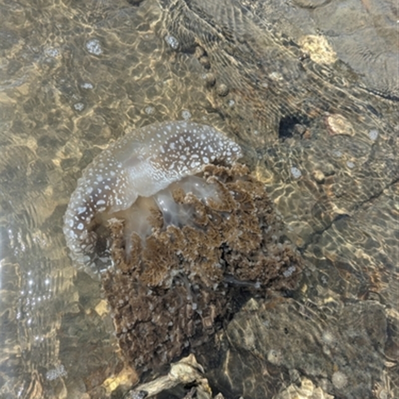 Phyllorhiza punctata