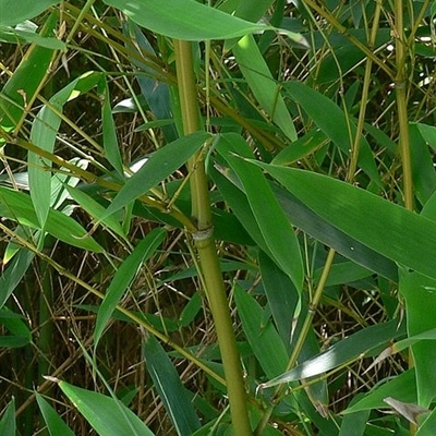 Phyllostachys aurea