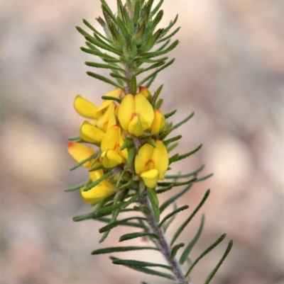 Phyllota phylicoides