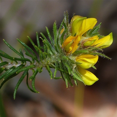 Phyllota phylicoides