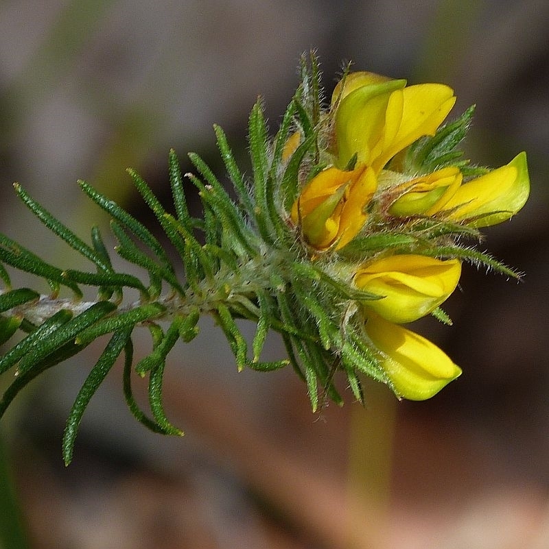 Phyllota phylicoides