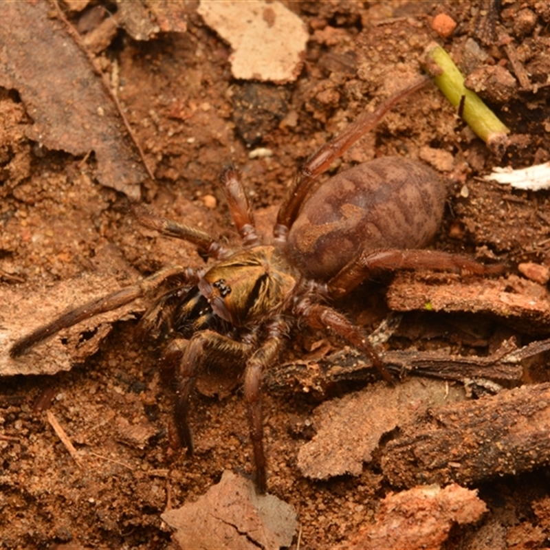 Arbanitis sp. (genus)