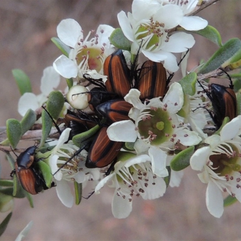 Phyllotocus marginipennis