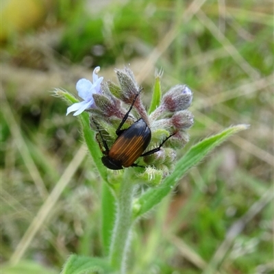 Phyllotocus navicularis