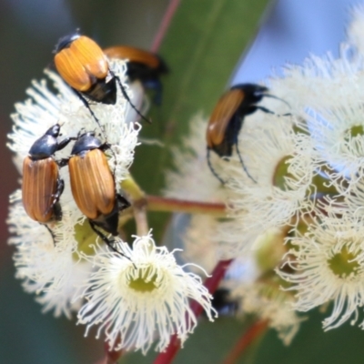 Phyllotocus ruficollis