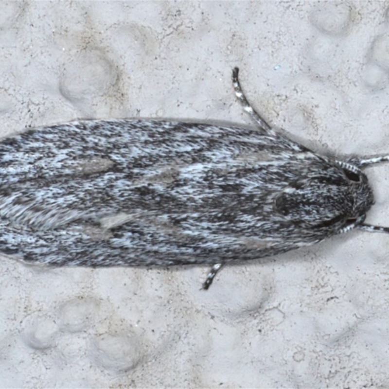 Phylomictis sarcinopa