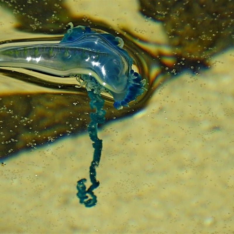 Physalia utriculus