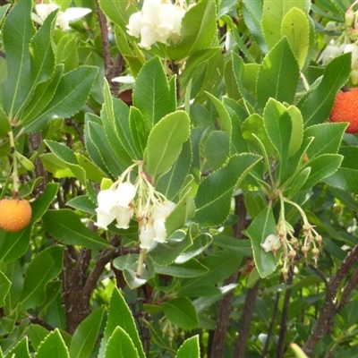 Arbutus unedo