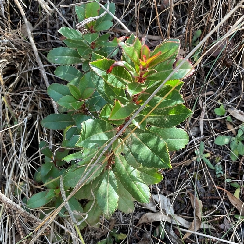 Arbutus unedo