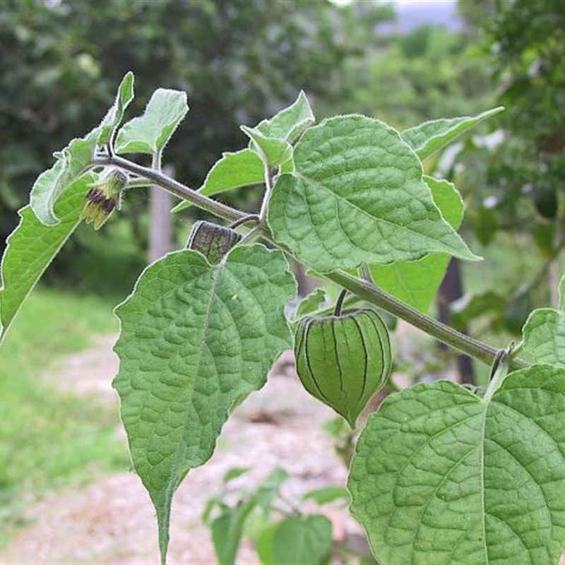 Physalis peruviana