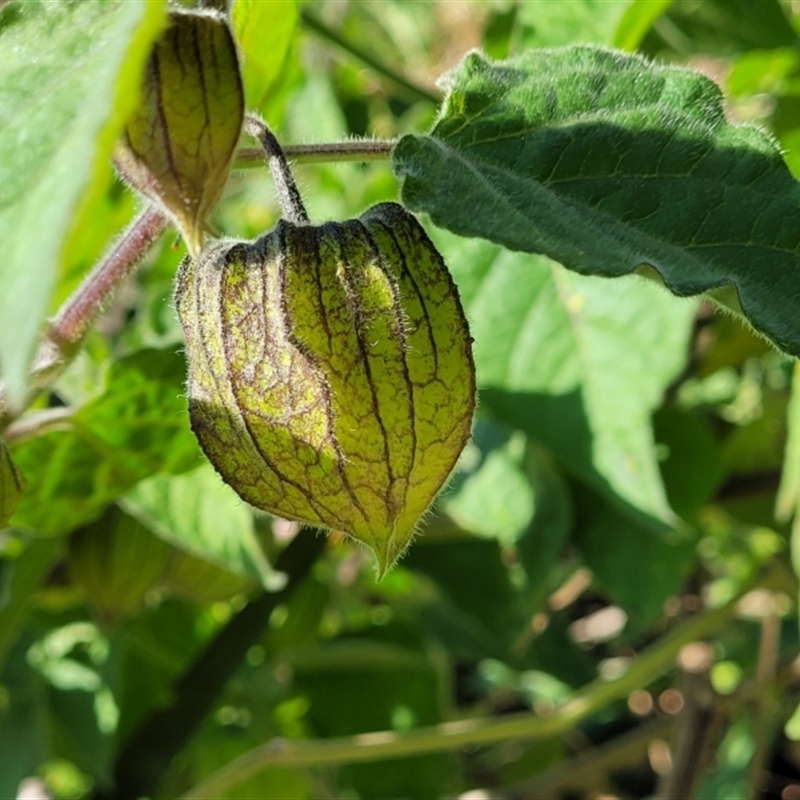 Physalis peruviana