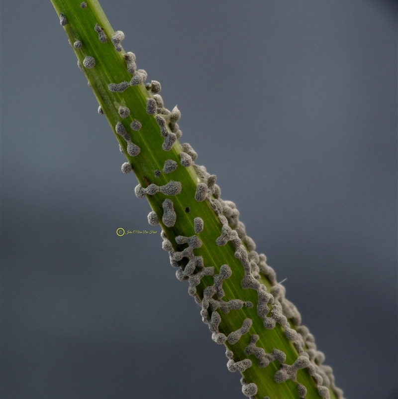 Physarum cinereum