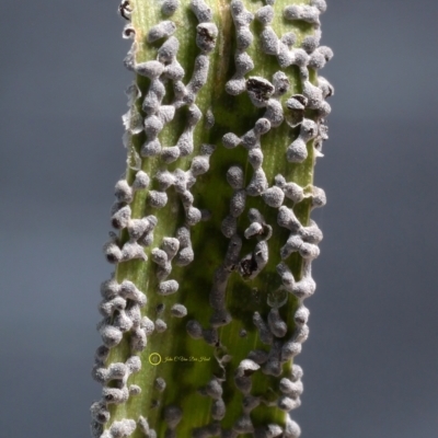 Physarum cinereum