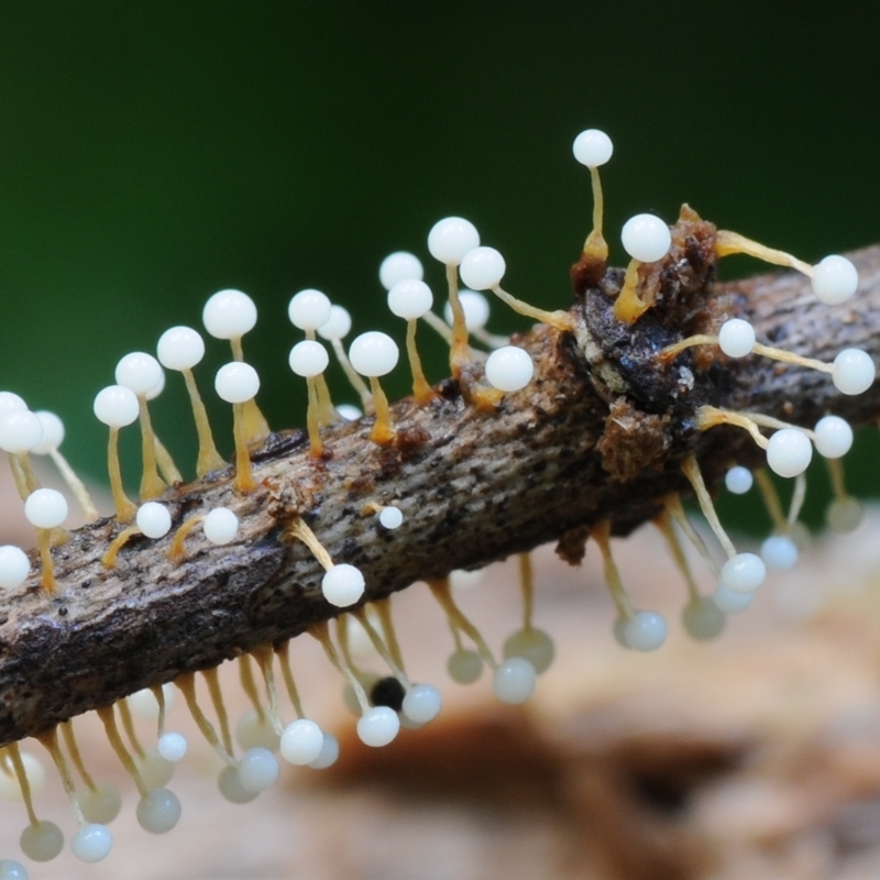 Nannengaella globulifera