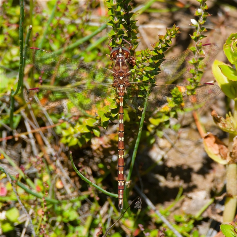 Archaeosynthemis orientalis