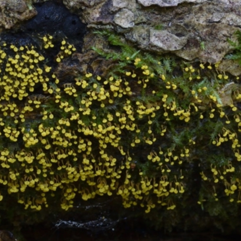 Physarum viride