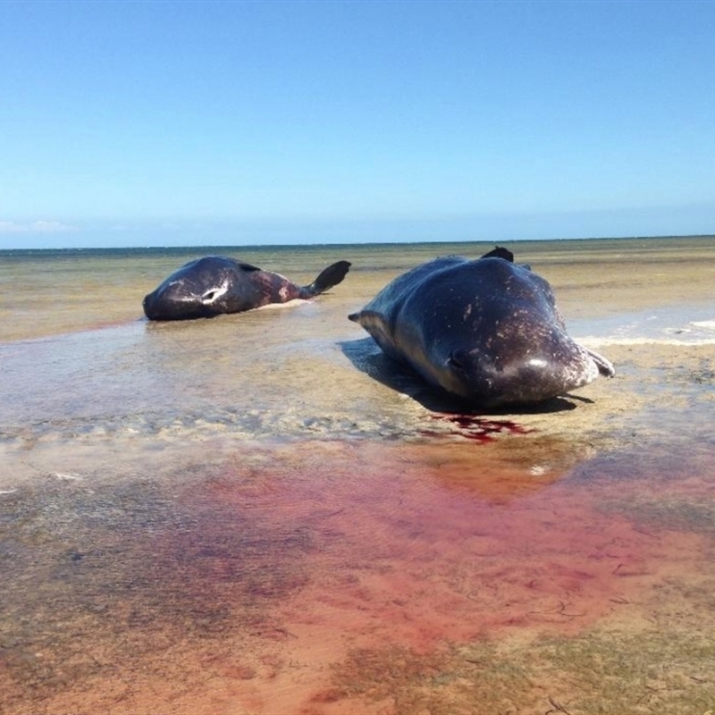 Physeter macrocephalus