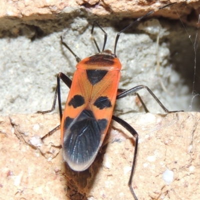 Physopelta australis