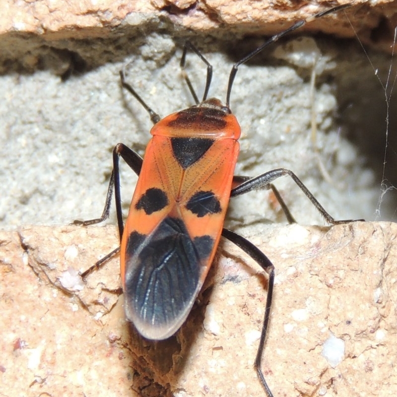 Physopelta australis